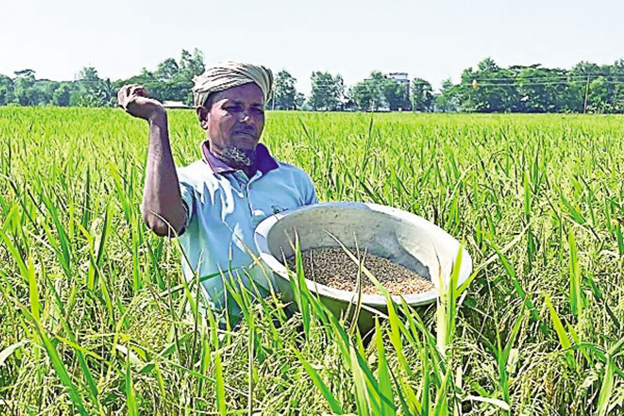 A farmer is seen sowing wheat seeds in an Aman field as part of relay wheat cropping in Patuakhali's Kalapara upazila