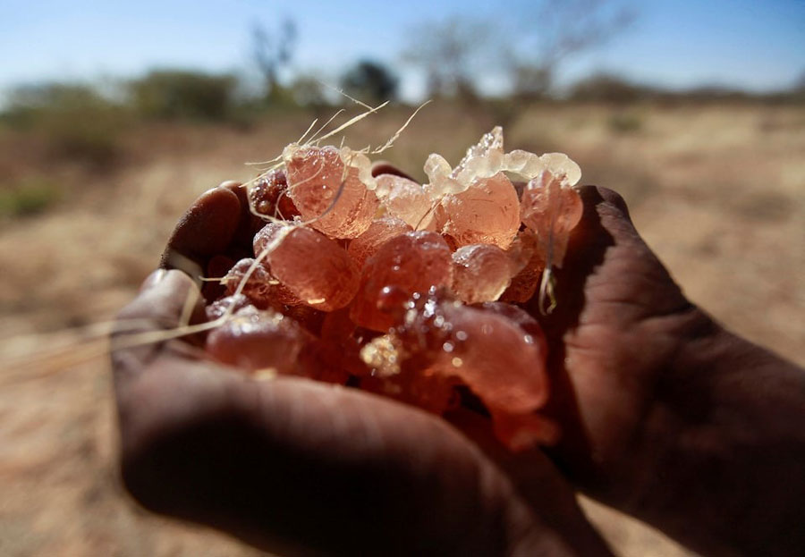 A farmer carries collected gum arabic from an Acacia tree in the western Sudanese town of El-Nahud that lies in the main farming state of North Kordofan December 18, 2012.
