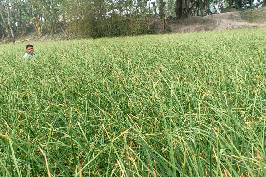 A view of a garlic field at Haragachh Thakurdas village in Kaunia upazila of Rangpur district-FE Photo