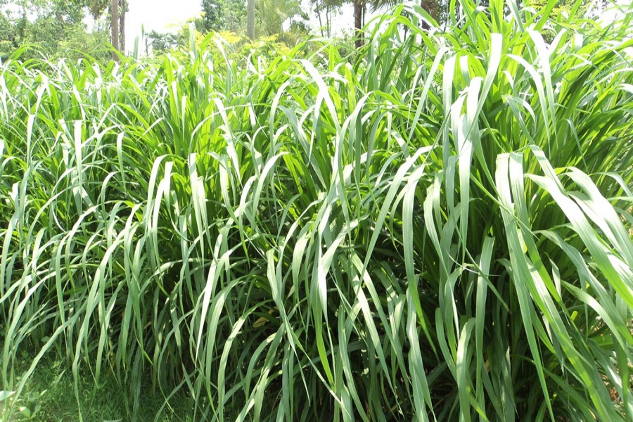 Farmers are getting benefited from cultivation of Napier grass in Bogra district. The snap was taken from Sabrag village under Bogra Sadar upazila on Tuesday. — FE photo
