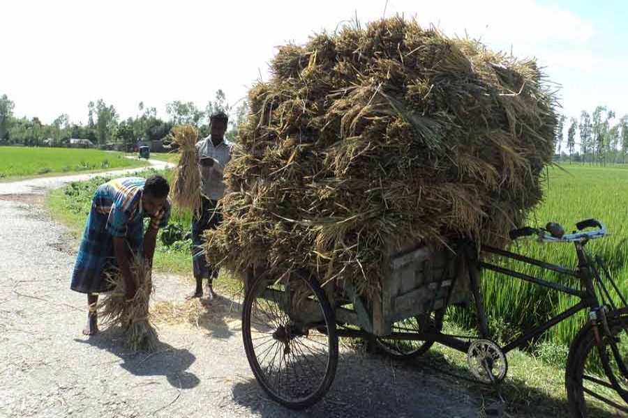Farmers carry harvested Aus paddy on a three-wheeler in Dopara village under Shibganj upazila of Bogra on Tuesday. — FE Photo