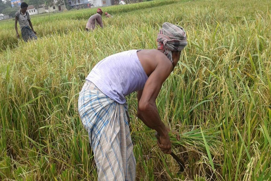 Labourers harvesting short-duration Aman paddy in a field at Mirzapur under Mithapukur upazila of Rangpur. The photo was taken on Monday. — FE Photo