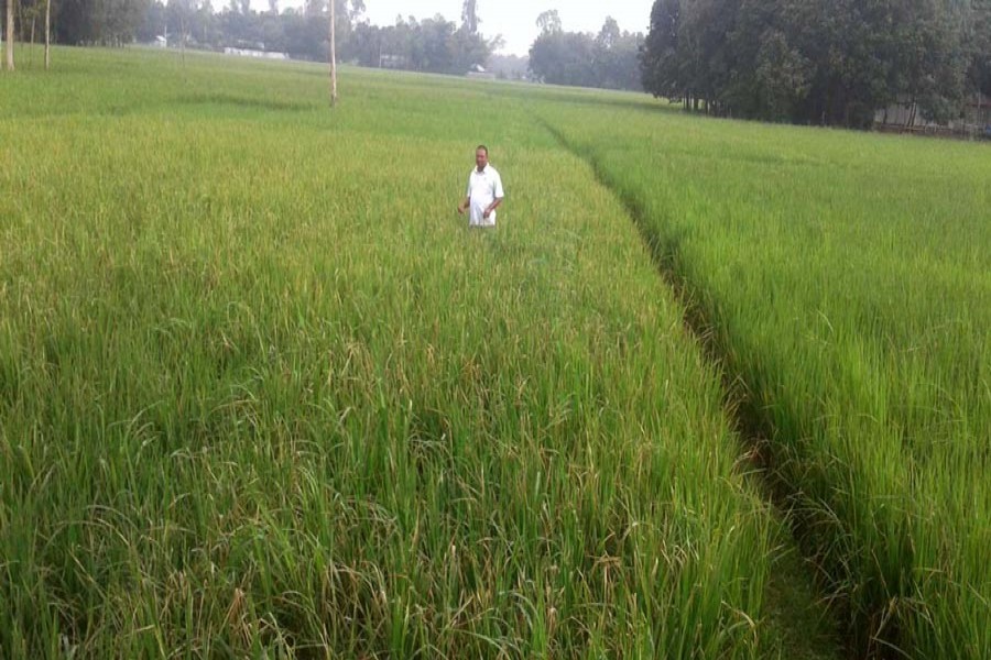 KURIGRAM: About 3,000 hectares of Aman field have come under pest attacks in Chilmari. Farmers get bewildered as even the use of insect killing medicines yields no results. The photo was taken on Wednesday. — Focus Bangla