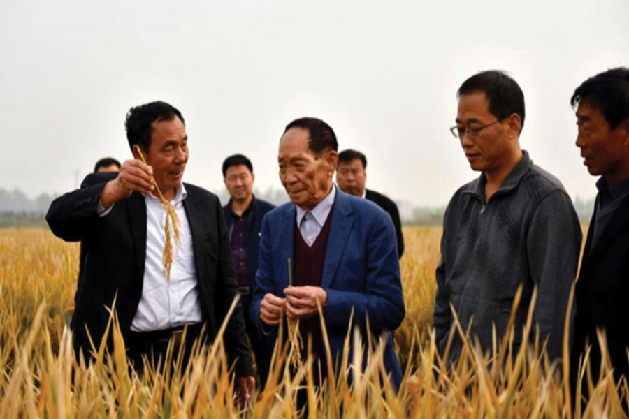 Yuan Longping (second left), the "father of hybrid rice", checks the growth of the variety in a field at an agricultural technology institute in Handan City, north China's Hebei province, October 15. — People's Daily of China photo by Shi Ziqiang