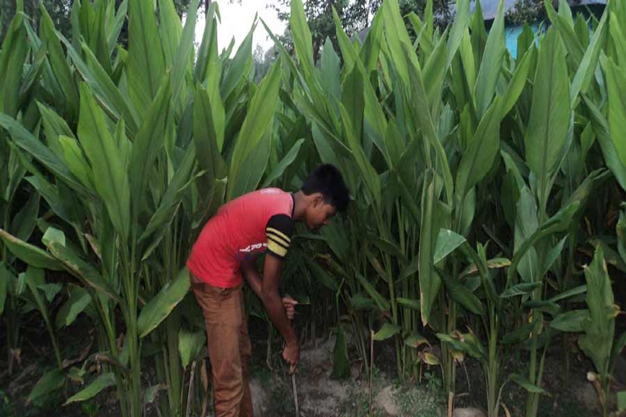 A farmer takes care of the turmeric field at Dupchanchia in Bogra on Tuesday. — FE Photo
