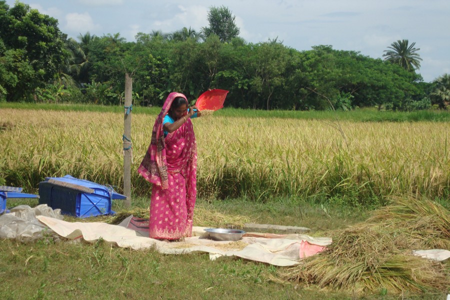 A village woman winnows newly-harvested BINA Dhan -16 paddy in Moshespur village under Kasiani upazula of Gopalganj. The photo was snapped on Wednesday. — FE Photo