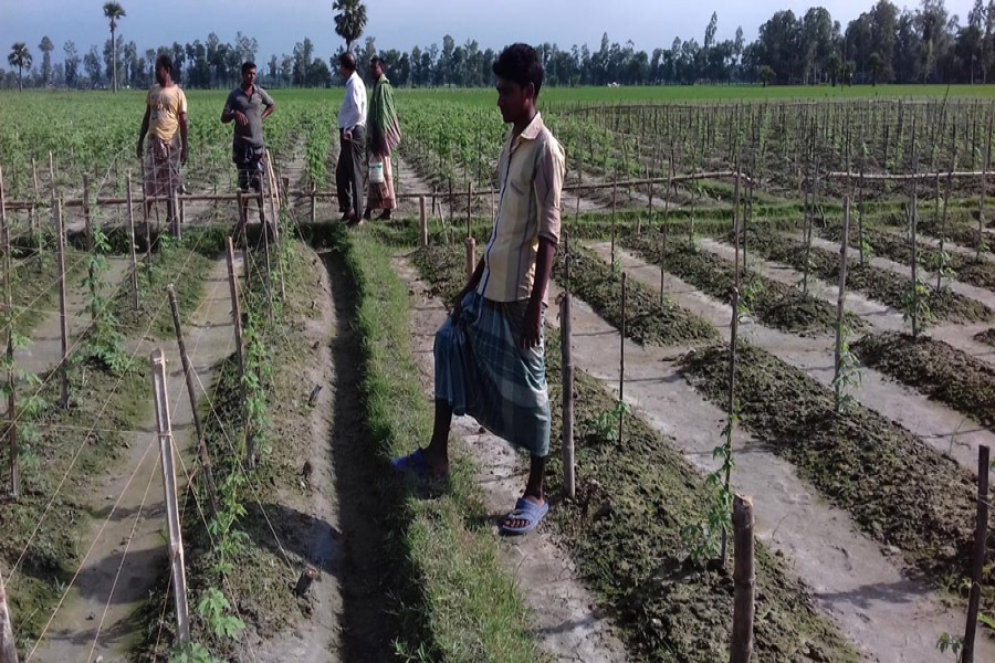 The farmers take care of a winter vegetable field in Kurigram. The photo was taken on Thursday. — FE Photo