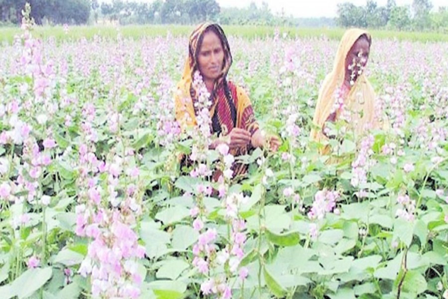 A couple of female farmers collecting early bean from a field in Baronarayanpur village under Shibganj upazila of Bogra on Monday to sell those in the local kitchen market. — FE Photo