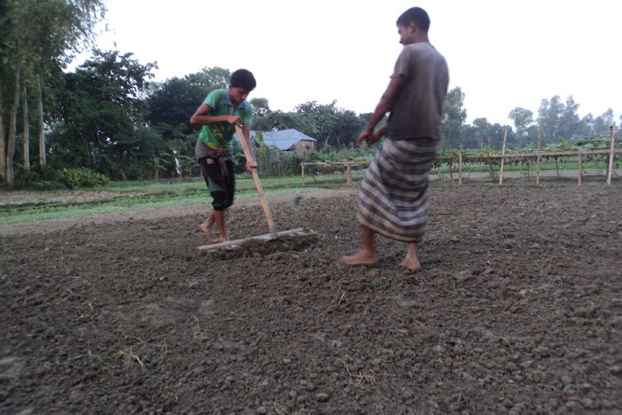 A couple of growers prepare a piece of land to produce an early variety of potato in Joypurhat on Sunday. — FE Photo