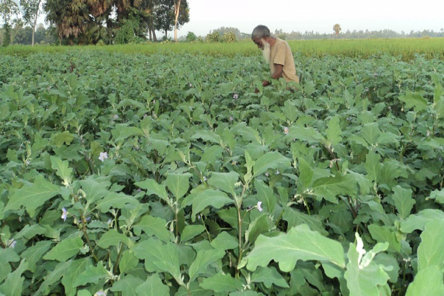 A farmer takes care of his BT brinjal field in Gabtoli upazila of Bogra on Wednesday. — FE Photo