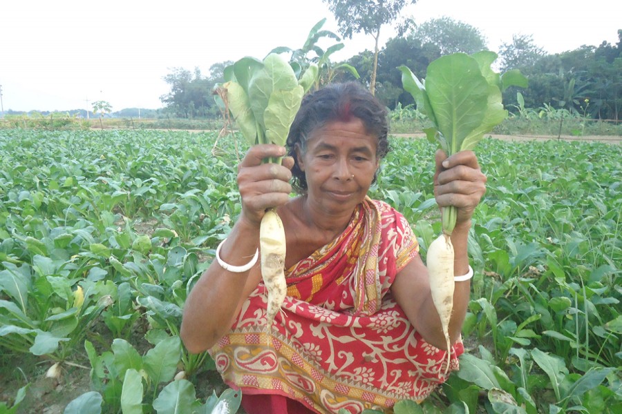 Phul Rani shows the radish grown in her vegetable field on Monday. — FE Photo