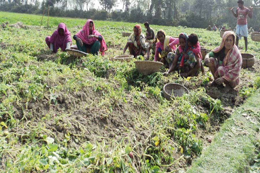 Farm labourers harvest early-cultivated potato from a field under Khetlal upazila of Joypurhat on Sunday. — FE Photo