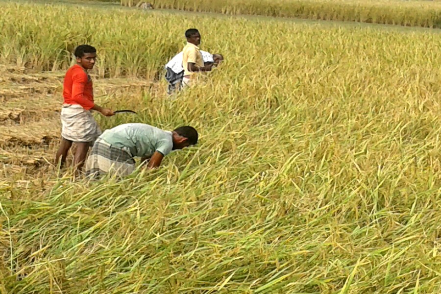 Farm labourers harvest Aman paddy in Tilokpara village under Mithapukur upazila in Rangpur. — FE Photo