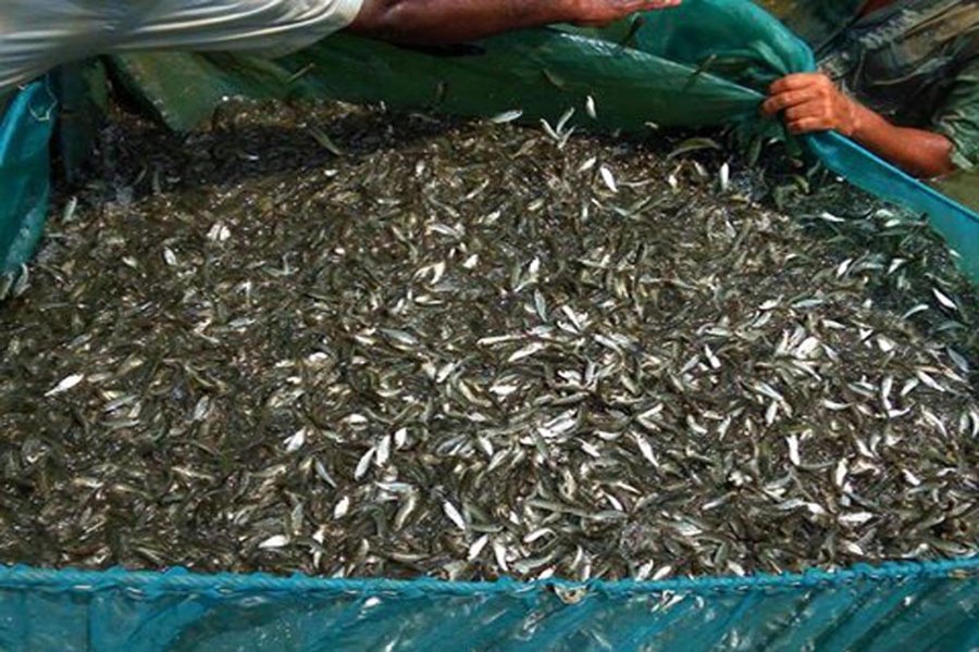 A partial view of trout at Talshon Bazar under Adamdighi upazila of Bogra. The photo was taken on Saturday. — FE Photo