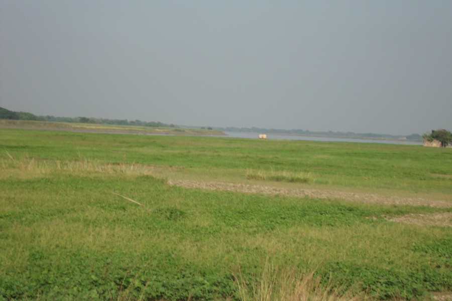 A partial view of a mung bean field in Chardalaitala village of Jalalabad union under Gopalganj Sadar. The photo was taken on Sunday. — FE Photo