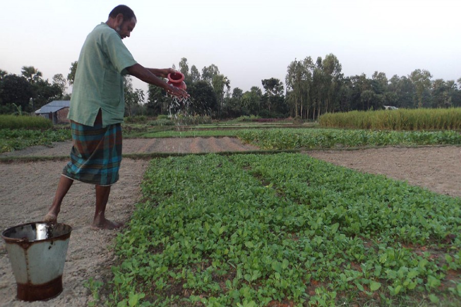 A farmer works on his mustard field in Pachuil village under Khetlal upazila of Joypurhat on Sunday. — FE Photo