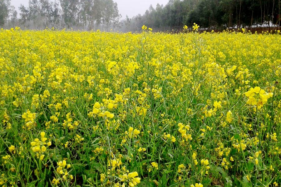 A partial view of a mustard field in Tilokpara village under Mithapukur upazila of Rangpur. The photo was taken on Thursday. — FE Photo