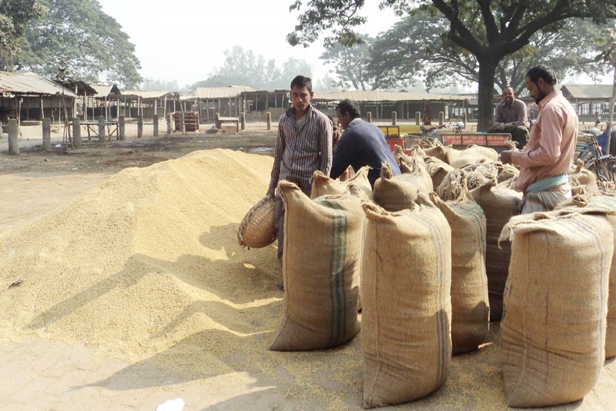 Labourers fill sacks with Boro paddy for sale in the market in Natore on Sunday. — FE Photo