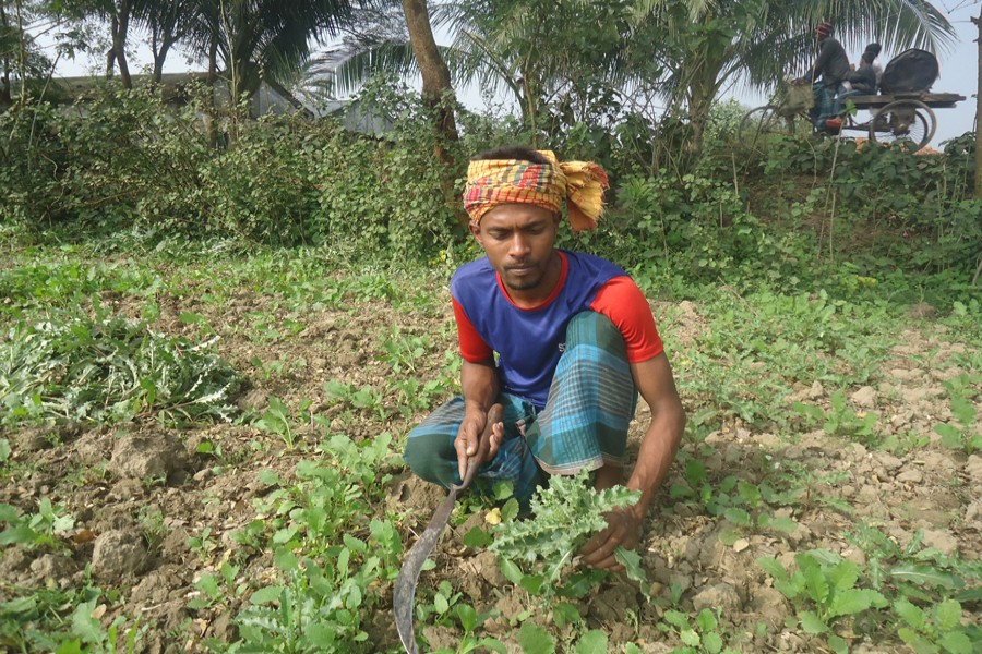 A farmer weeds a rapeseed field in Nanduali village under Magura Sadar on Wednesday. — FE Photo