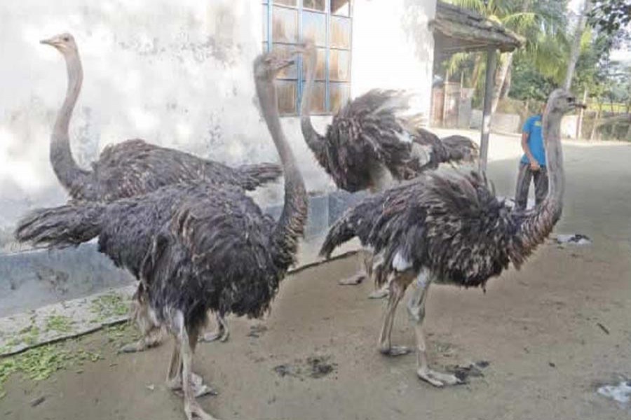 A view of an ostrich farm in Sonatola upazila under Bogra. — FE Photo