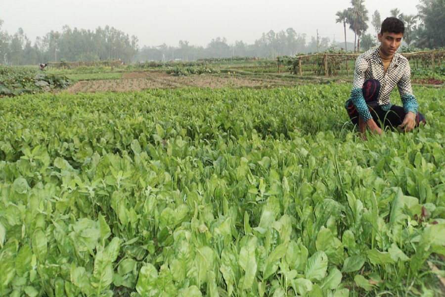 A farmer takes care of his spinach cropland at Kazipur Upazila of Sirajganj district. — FE Photo