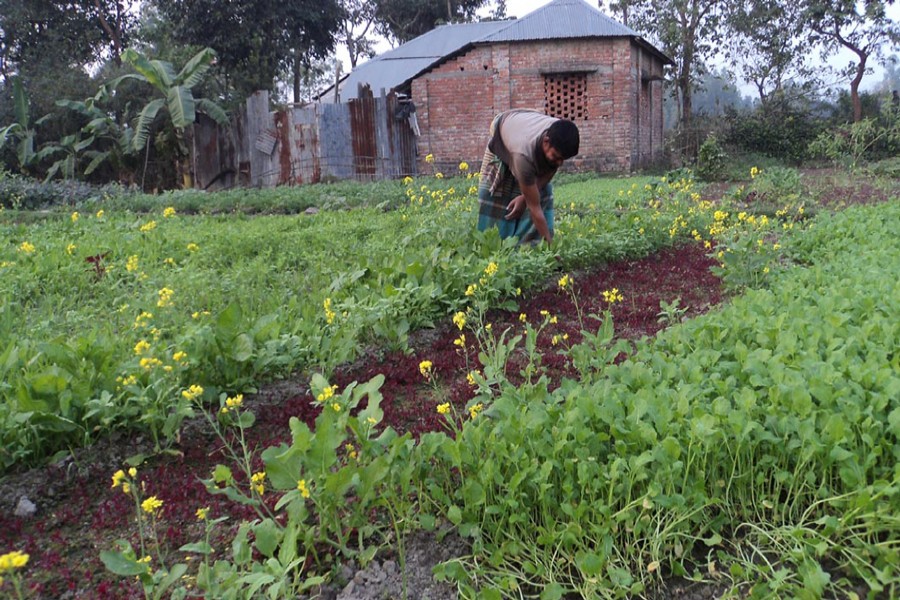 A farmer takes care of his vegetable field in Shingra upazila of Natore on Thursday. — FE Photo