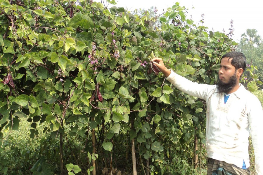 A bean cultivator collects his produce from a field in Shingra upazila of Natore to sell in the local market. The photo was taken on Wednesday. — FE Photo