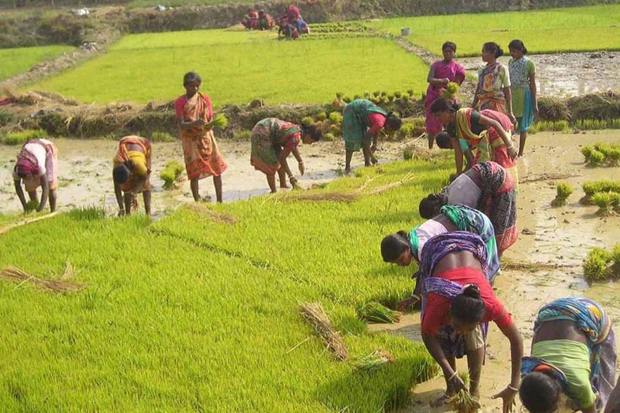 Farmers work on a Boro seedbed in Mohadevpur upazila under Naogaon on Saturday. — FE Photo