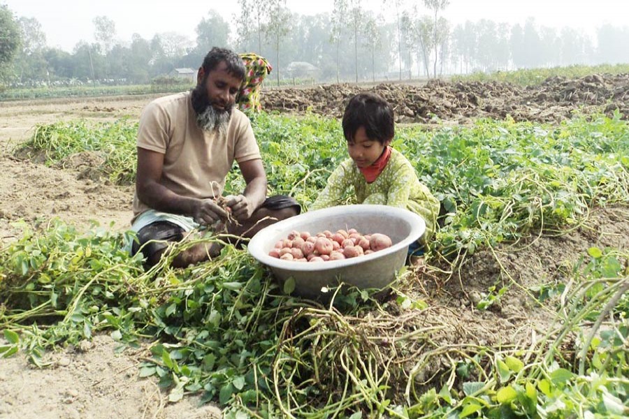 A little girl helps her father to harvest potatoes from a land in Sahowla village under Shibganj upazila of Bogra on Sunday. — FE Photo
