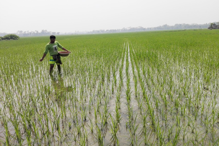 A farmer sprinkles fertiliser on his Boro field in Raghunathpur village under Gopalganj Sadar on Tuesday. — FE Photo
