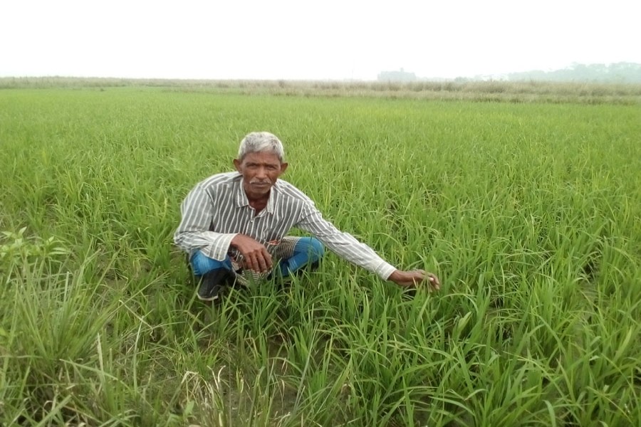 A farmer tends his Boro field under Golapganj upazila of Sylhet on Saturday. — FE Photo