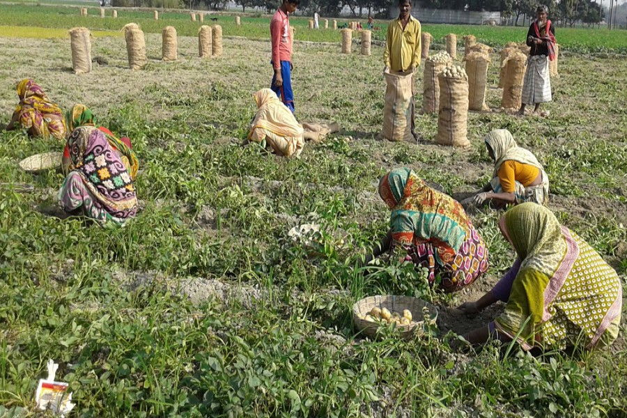 Farm labourers harvesting potatoes in Palichara area under Rangpur Sadar — FE Photo