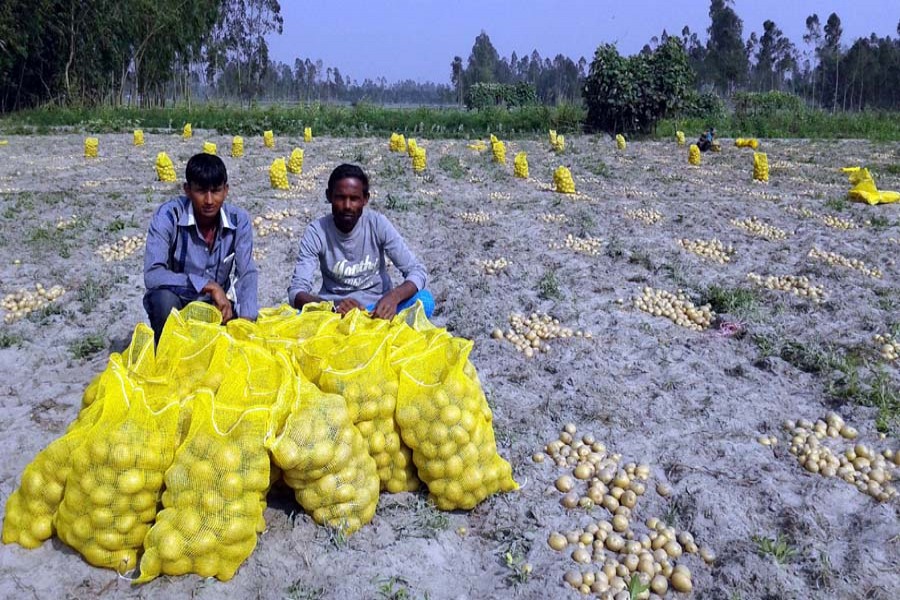 Traders collecting potatoes from a field in Khansama village under Kawnia upazila of Rangpur on Saturday for export — FE Photo