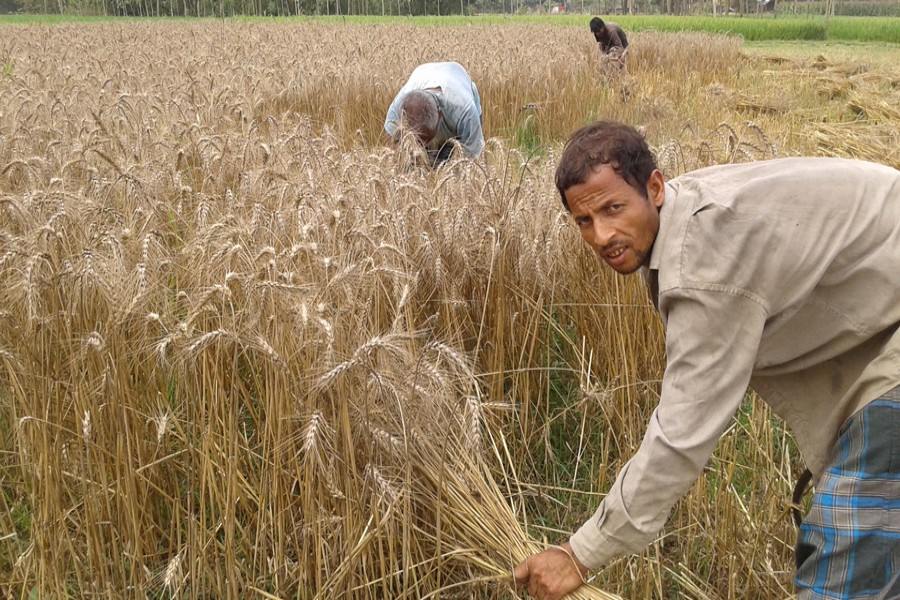 Farm labourers working on a wheat cropland in Tilokpara village under Mithapukur upazila of Rangpur on Wednesday — FE Photo