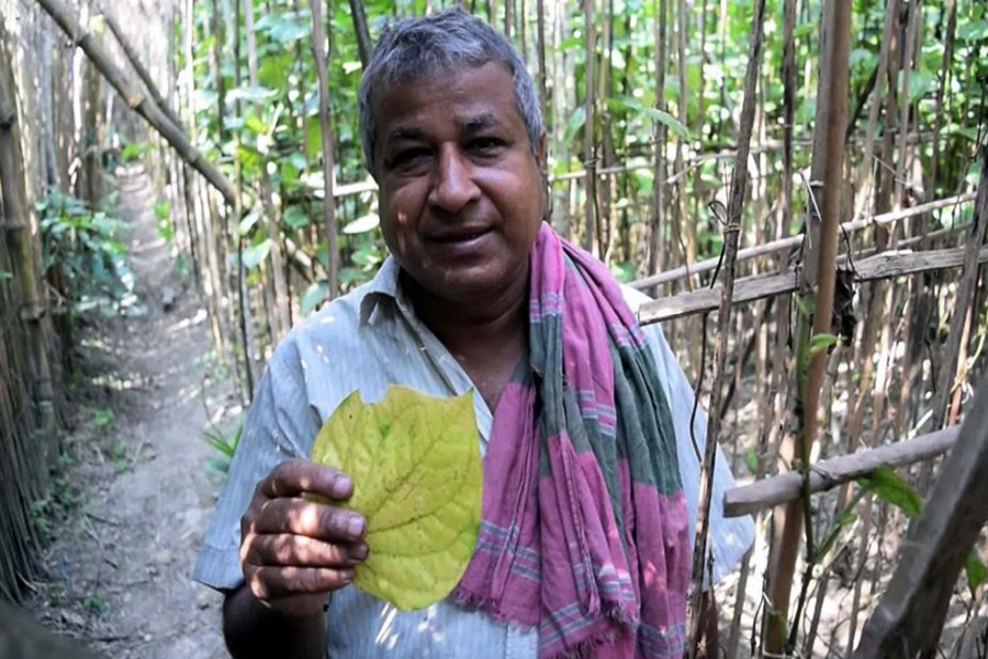 A farmer showing a betel leaf of his fungal-affected garden in Shatrijitpur village under Magura Sadar on Monday — FE Photo