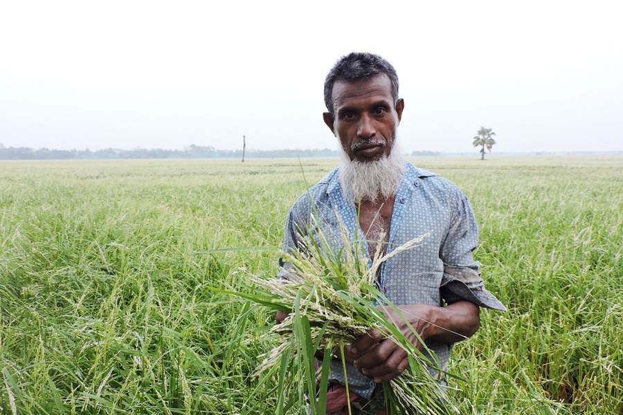 A farmer showing his damaged Boro field as nor'wester lashed the district recently — FE Photo