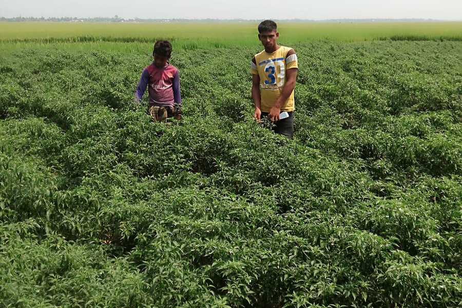 Farmhands harvesting green chilli from a field in Jamalganj upazila of Sunamganj on Sunday — FE Photo