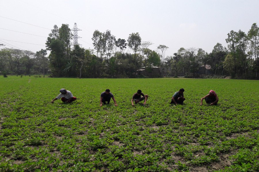 Farmhands working on a piece of peanut land in Gandiasur village under Boiltali union of Gopalganj Sadar on Saturday — FE photo
