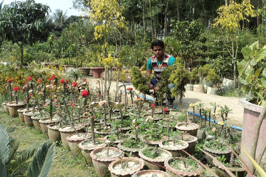 BOGURA: A farmer tending his nursery plants in Gokul village under Sadar upazila of Bogura district. — FE Photo