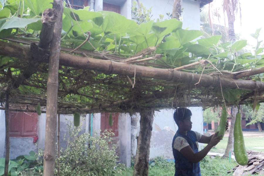 A farmer taking care of his bottle gourd plants in Akkelpur upazila of Joypurhat on Thursday — FE Photo