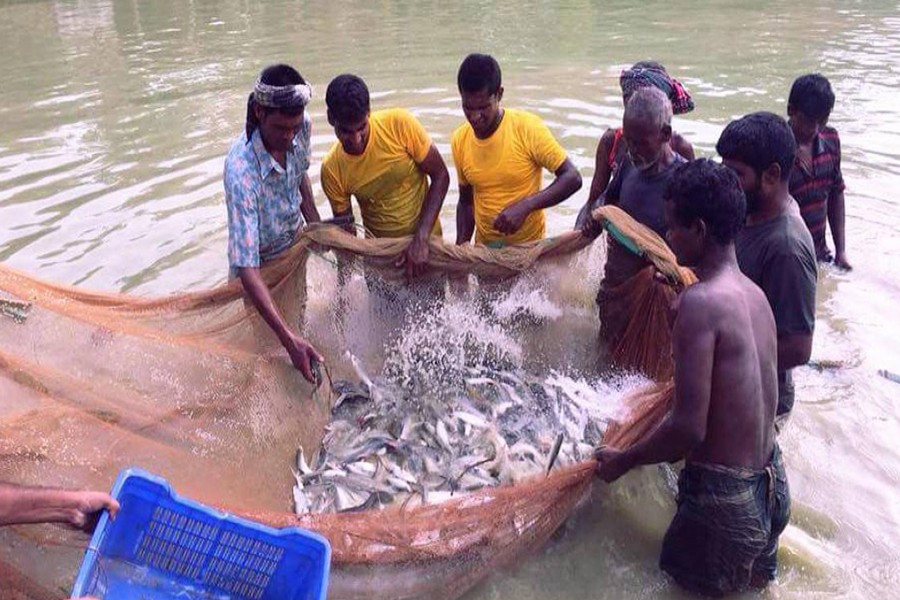 Cultivators catching fishes from a pond in Diyol village under Akkelpur upazila of Joypurhat on Wednesday — FE Photo