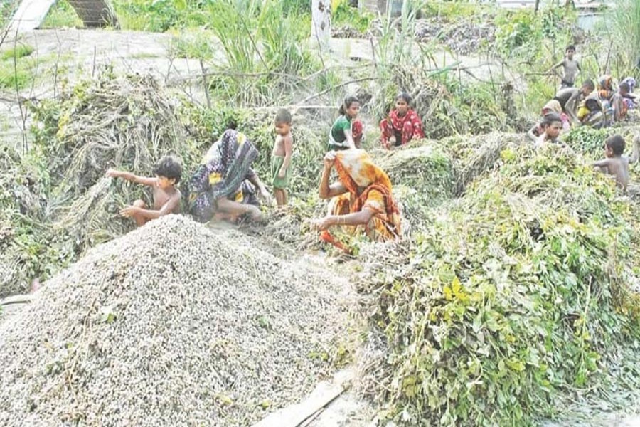 PABNA: Both women and kids of a char area separating groundnut from plants after harvest from a crop field in Pabna district on Saturday — FE Photo