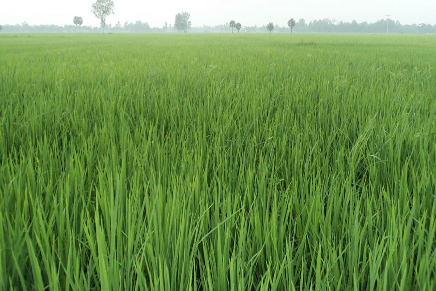JOYPURHAT: A good outlook of Aus paddy farming under Khetlal upazila of Joypurhat attracts the farmers’ mind this season — FE Photo