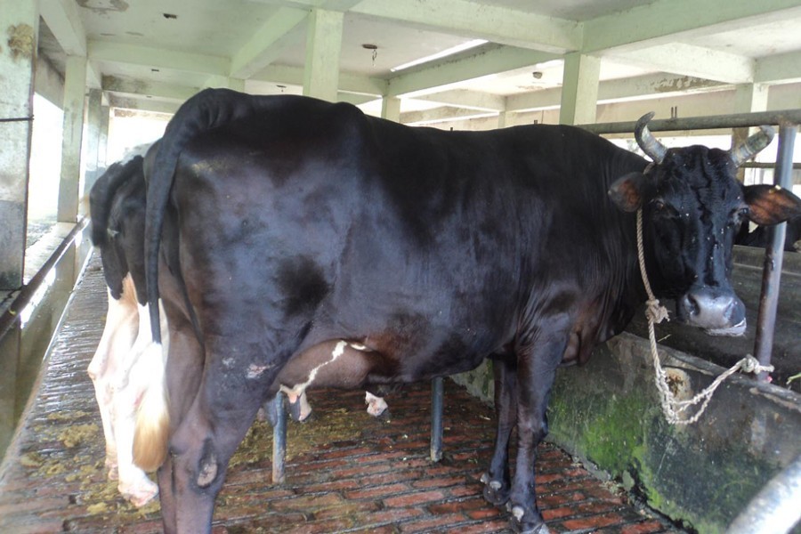 Dairy farms increasing across Bogura district due to its lucrative profit — FE Photo