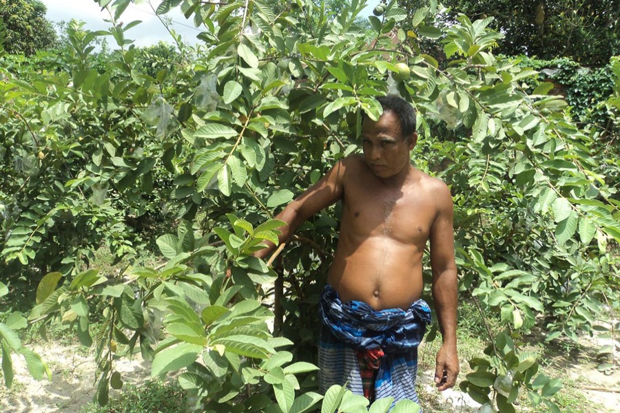BOGURA: A farmer taking care of his Thai guava at an orchard in Shibganj upazila of Bogura district — FE Photo