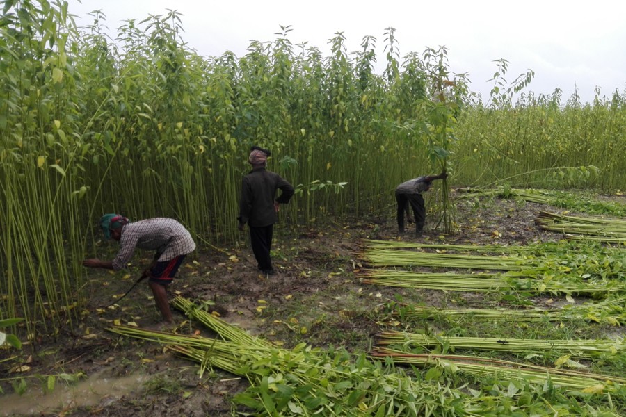 A group of farmers harvesting jute in Digarkul village under Gopalganj Sadar on Wednesday — FE Photo