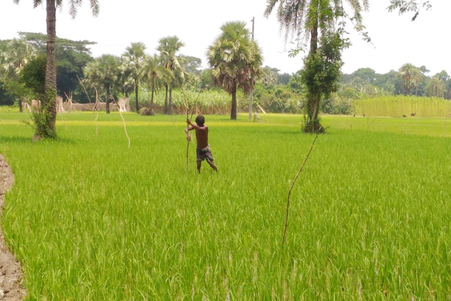 A farmer working on a T-Aman field in Jonashur village under Kasiani upazil of Gopalganj on Thursday — FE Photo
