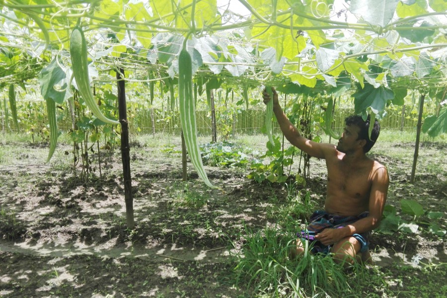 A farmer harvesting snake gourd at his field in Digarkul under Gopalganj Sadar on Sunday — FE Photo