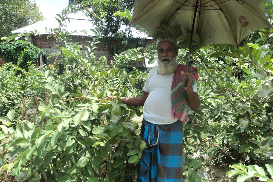 An elderly farmer taking care of his guava orchard in Kuraher village under Shibganj upazila of Bogura on Sunday — FE Photo