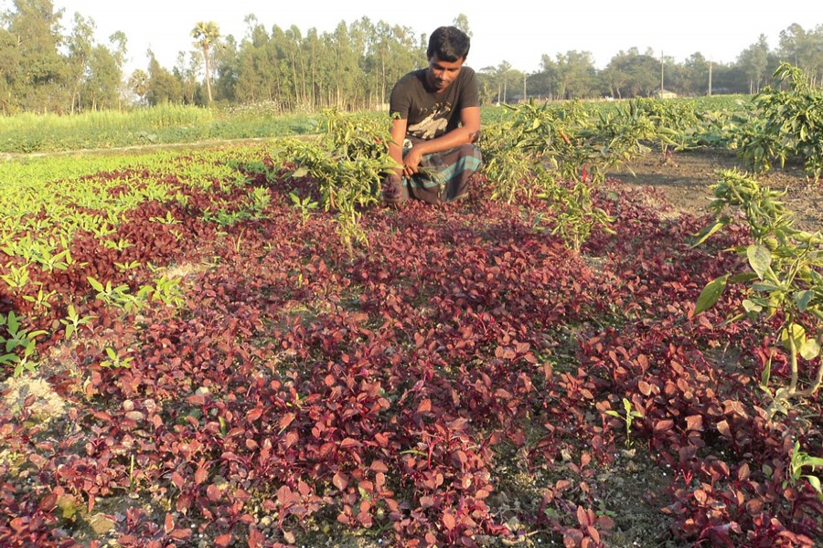A farmer taking care of his red spinach field in Lalpur upazila of Natore on Wednesday — FE Photo